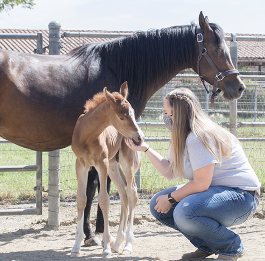 Students interacting with a horse
