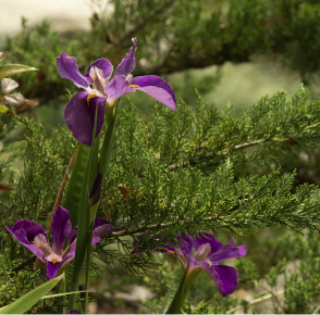 Purple plant.